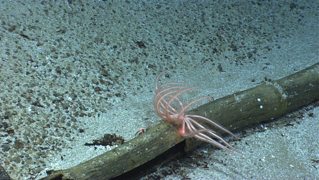 A pink brisingid starfish on wood debris