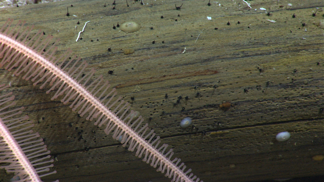 Closeup of arm of brisingid starfish