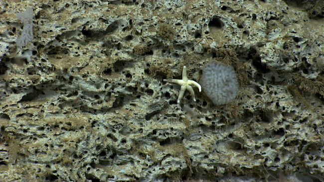 Small white starfish hanging out next to a glass sponge on a canyon wall