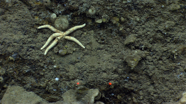 A white starfish with widely spaced orange spots