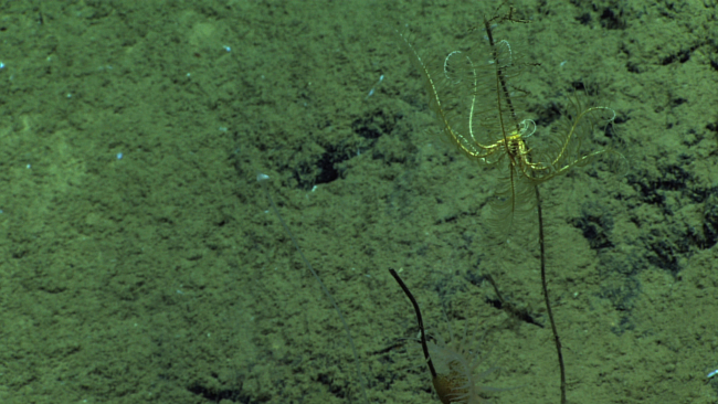 A yellow and white feather star crinoid near the top of an apparentlydead coral branch