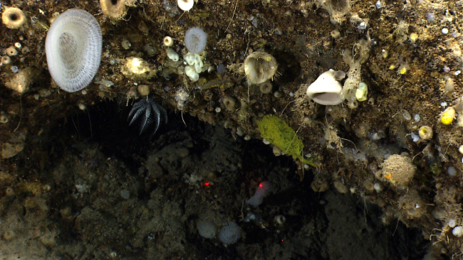 A barnacle crinoid, Holopus sp