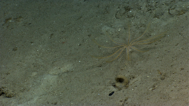 An orange and white feather star crinoid on a sand substrate