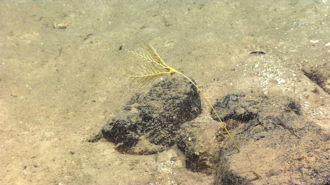 A stalked sea lily yellow crinoid bending in the current
