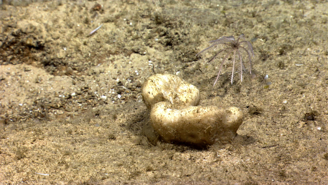 A stalked sea lily crinoid and a white sponge