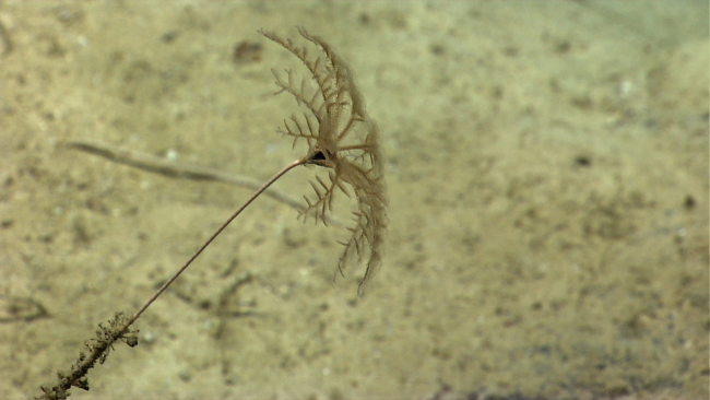 A brownish-white stalked sea lily crinoid