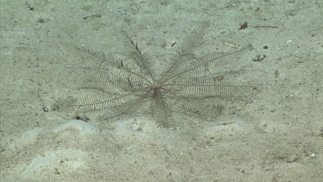 A brownish-white feather star crinoid