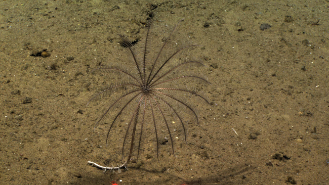 Another purplish stalked crinoid that appears that could either be attached tothe bottom or mobile