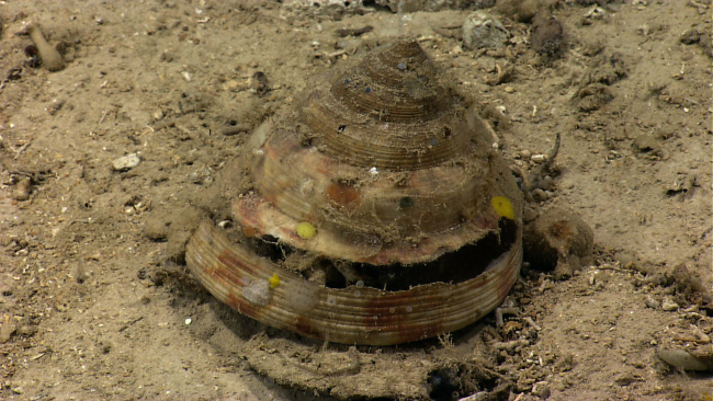 A large dead slit shell gastropod colonized by small yellow sponges
