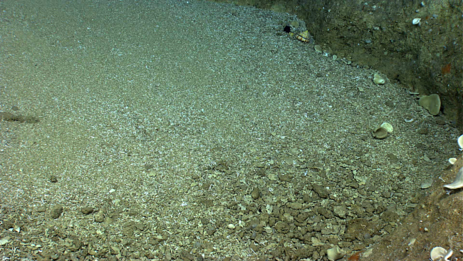 A pocket of sand and shell fragments with a slit shell visible in the upperright