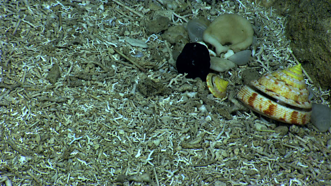 On closer inspection, two slit shells are next to the outcrop seen in imageexpn3832 amidst coral fragments and small sponges