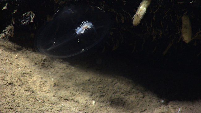 A polychaete worm seemingly at home on a large stalked tunicate and a fewgooseneck barnacles