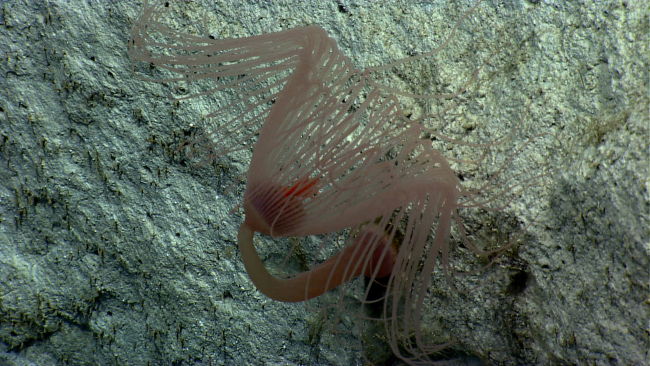 A large solitary hydroid