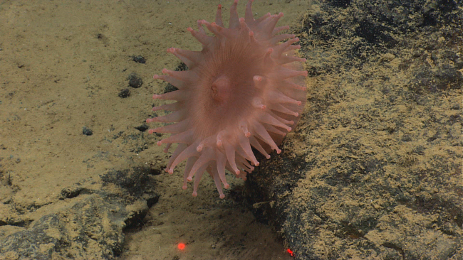 A pinkish peach-colored anemone which is at least 10 cm across