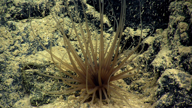 A cerianthid anemone attached to a rock surface