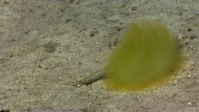 An oddly textured and colored anemone? Nope, this creature was actuallyswimming with an undulating motion when first spotted and is a terebellid worm