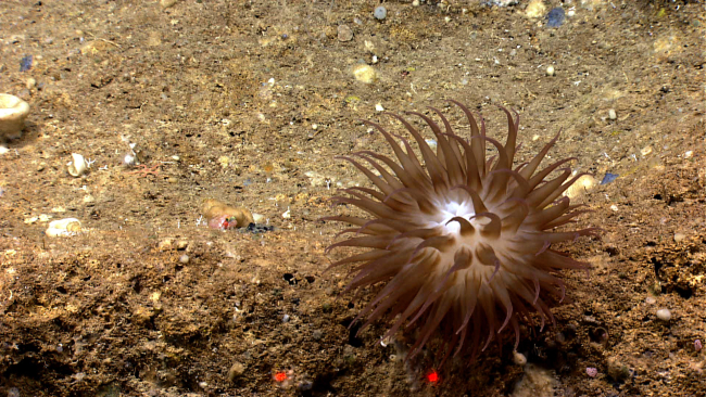 A brown anemone with a white oral orifice