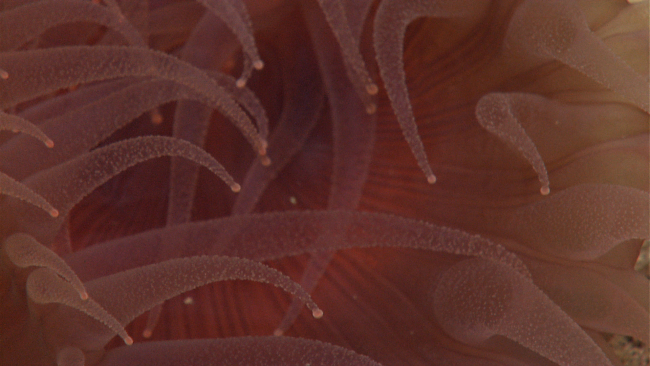 Interior of a red anemone with translucent tentacles