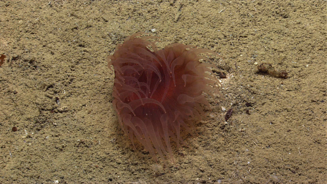 A red anemone with translucent tentacles