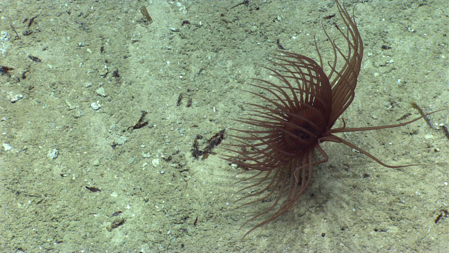 An anemone with two distinct rows of tentacles