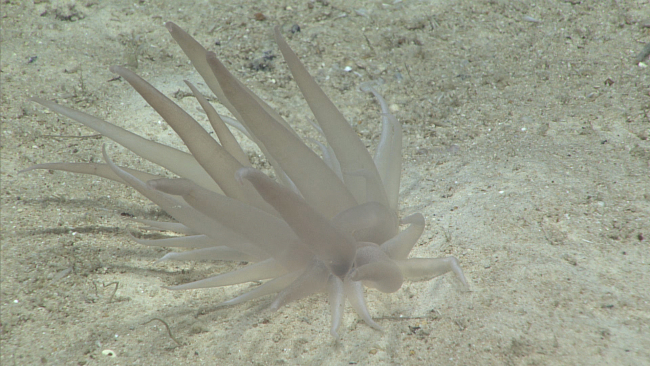 Closeup of white translucent anemone seen in image expn3879