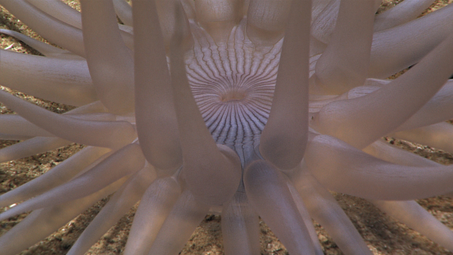 Closeup and mouth of white anemone seen in image expn3891