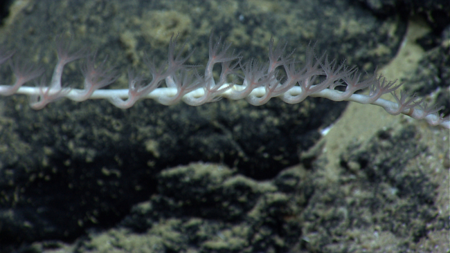 A bamboo coral with polyps extended
