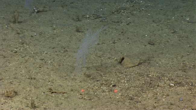 A small, nearly invisible, white coral bush on a sediment covered seafloor