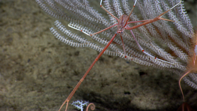 An odd-looking squat lobster with long chelae on a white primnoid coral