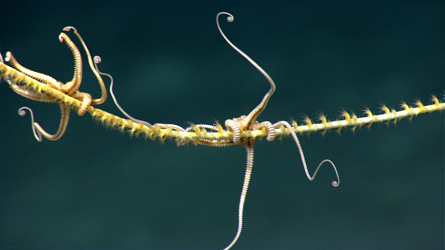 Brittle stars extending arms for feeding residing on a whip octocoral withyellow polyps