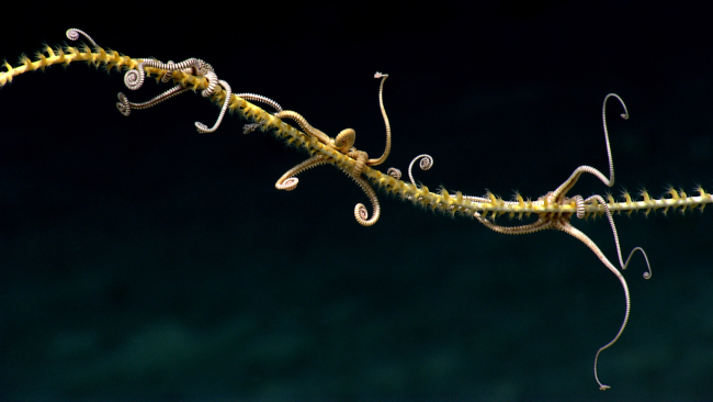 Brittle stars extending arms for feeding residing on a whip octocoral withyellow polyps