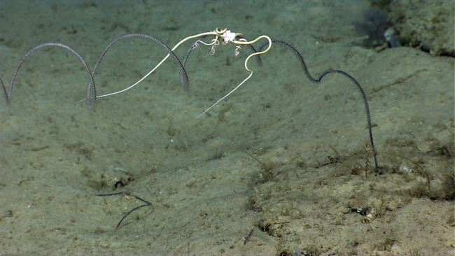 Brittle stars extending arms for feeding residing on a whip  black coral withtranslucent polyps