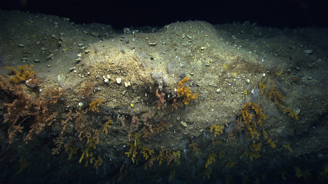Octocorals, cup corals, and a variety of sponges cover a cliff