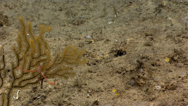 A gold colored octocoral bush with a squat lobster