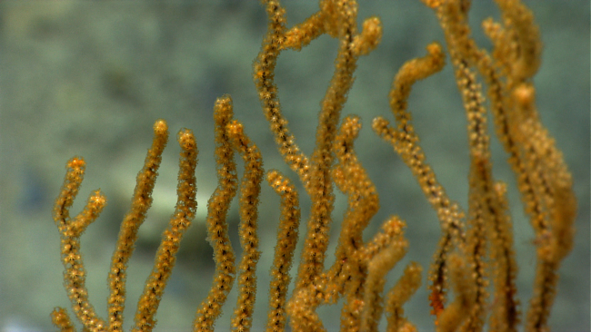 Clseup of the polyps of a gold-colored octocoral
