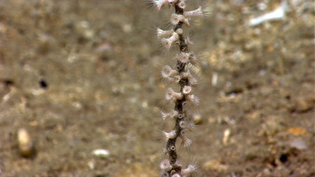 White zoanthids on a dead coral bush