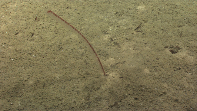 A pen coral with red stalk and translucent polyps on a sediment coveredbottom