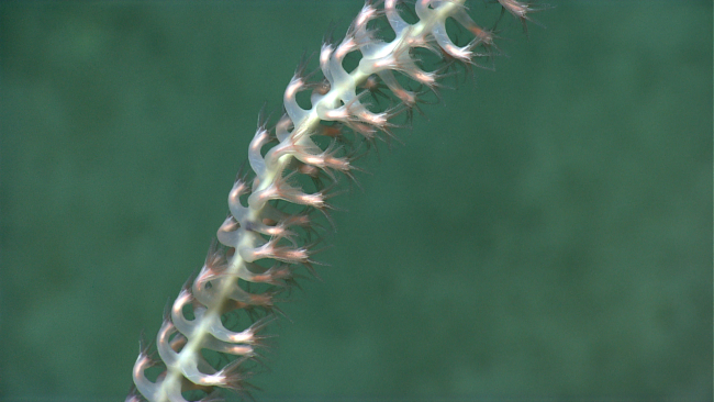 Closeup of the polyps of the bamboo whip coral seen in image expn3966