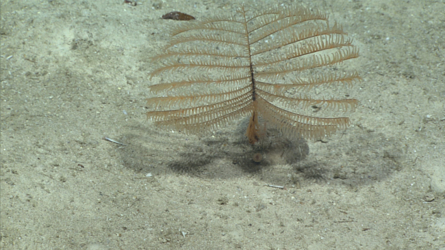 A small black coral bush with peach colored polyps