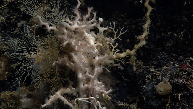 White Lophelia pertusa coral, a tunicate to the right, bryozoan on right ofLophelia, various small sponges, and a brittle star entwined in unidentifieddelicate branching animal to left of Lophelia