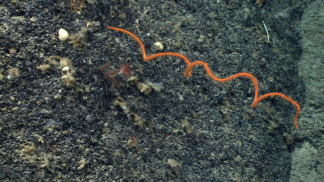 A large orange whip black coral growing out from a rock wall