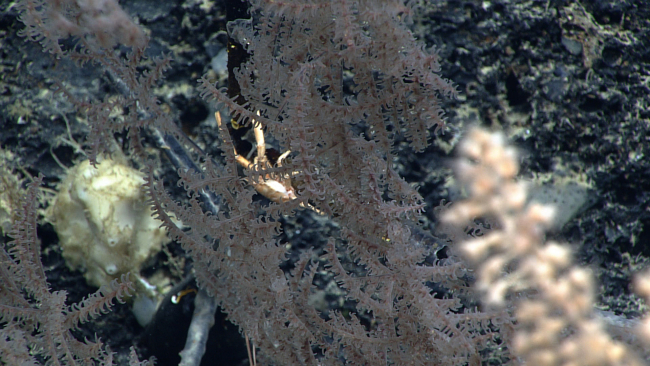A white crab? squat lobster? on a black coral bush with pinkish whitepolyps