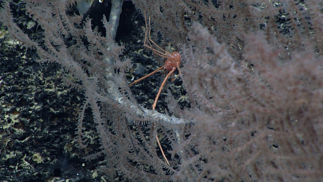 A red squat lobster with extremely long chelae on a black coral bush withpinkish white polyps