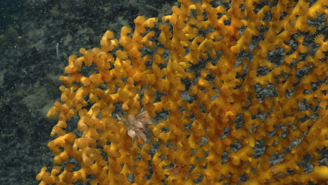 Polyps of a gold scleratinian coral