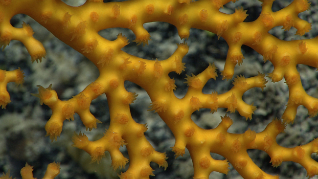 Polyps of a gold scleractinian coral