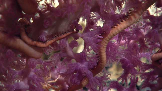 A purple octocoral bush with an associated large pink brittle star
