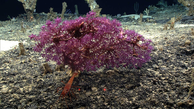 A purple octocoral a little over a foot across