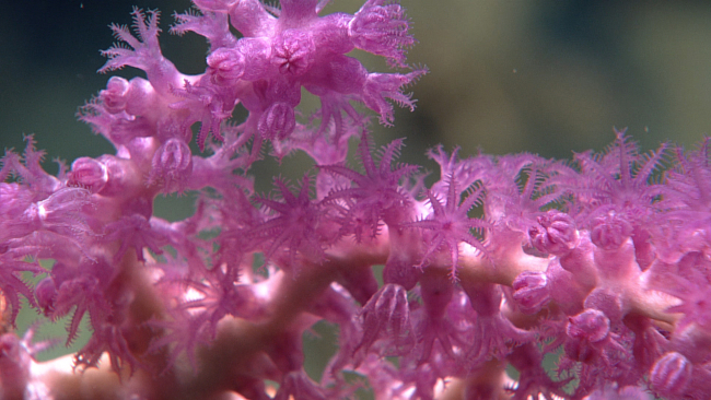 Closeup of purple octocoral polyps