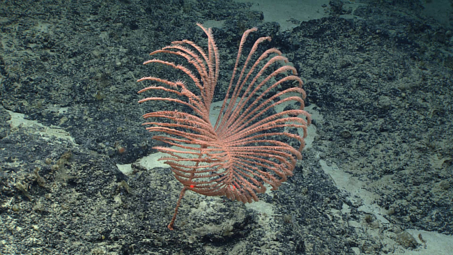 A remarkably symmetricalblack coral bush with peach-colored polyps