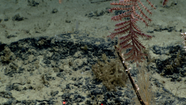 A deceptive image of a reddish-purple black coral bush that is actuallyoverhanging the black stalk with barnacles below it